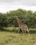 Walking giraffe in south africa