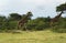 Walking Giraffes in Africa