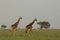 Walking giraffes on the Maasai Mara