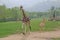 Walking giraffes in a Zoo