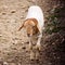 Walking goat alone