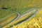 Walking in the golden vineyard, sunny fall landscape