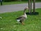 Walking goose