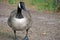 Walking goose in Seurasaari park