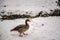 The walking goose in snowy area