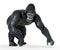 Walking gorilla against a white background