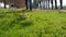 walking grass, man walking on green grass in autumn