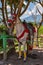 Walking gray horse in bright ammunition waiting for tourists in Costa Rica