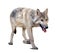 Walking gray wolf