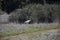 Walking Great Blue Heron Bird in a Wooded Field