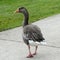 Walking grey goose