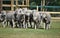 Walking group of sheeps in a farm in Sunshine Coast, Queensland