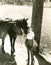 Walking her horses by the lake