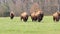 Walking herd of American buffalo bison on grass pasture