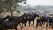 Walking herd of goats in the countryside in India