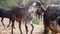 Walking herd of goats in the countryside in India