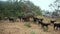 Walking herd of goats in the countryside in India