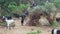 Walking herd of goats in the countryside in India