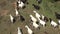 Walking Herd of Goats, Kids, Lambkin on Rustic, Rural Path in Countryside