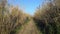 Walking through the high thicket of bamboo. Road among bamboo on a sunny day