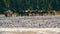 Walking Horse. The horse moves slowly against the background in Altay mountains