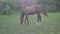 Walking Horse. The horse moves slowly against the background of the grazing herd