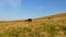 Walking Horse. The horse moves slowly against the background of the grazing herd.