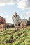 Walking horses in the meadow