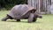 Walking huge turtle. Curieuse Island, Seychelles