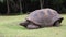 Walking huge turtle. Curieuse Island, Seychelles