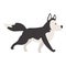 Walking husky icon cartoon vector. Siberian dog