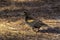 Walking Immature Male Red-Winged Blackbird