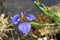 Walking Iris or Apostle\'s Iris