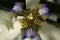 Walking Iris: White/Purple , Apostle Plant