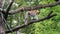 Walking and jumping proboscis monkey