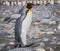 Walking king penguin with wings back