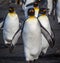 Walking king penguins in St. Andrews Bay, South Georgia