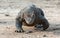 Walking komodo dragon, front view. Close up. Scientific name: Varanus Komodoensis. Natural habitat.  Indonesia. Rinca Island