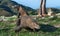 Walking  Komodo Dragon. Scientific name: Varanus komodoensis.  Natural habitat. Rinca island. Indonesia.Indonesia