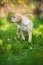 Walking labrador retriever puppy in a summer meadow