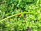 Walking lady bug on a plant stem