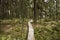 Walking lane of boards in forest