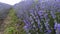 Walking through lavender field. Camera moving through beautiful blooming lavender flowers