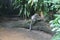 Walking lemur isolated on ground Singapore zoo