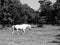 Walking Lipizzaner stallion