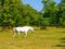 Walking Lipizzaner stallion