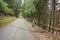 Walking long a mountain road inside the woods