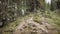 Walking long a peaceful mountain path in Valle di Funes into the Italian Dolomites