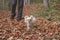 Walking a longhair chihuahua