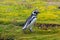 Walking Magellanic Penguin